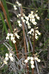 Stylidium spathulatum