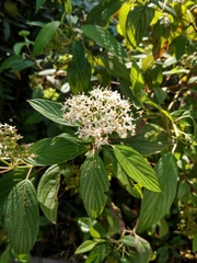 Cornus sericea occidentalis