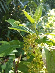 Cornus sericea occidentalis