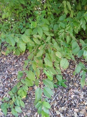 Cornus sericea occidentalis