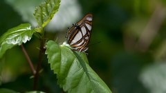 Metamorpha elissa