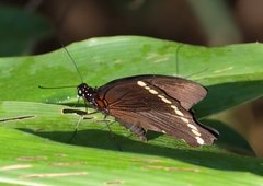 Papilio nireus