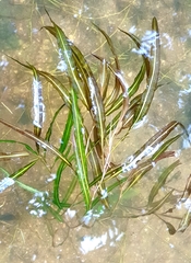Potamogeton wrightii
