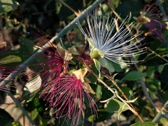Capparis zeylanica