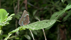 Morpho achilles