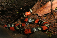 Micrurus altirostris