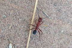 Ectatomma opaciventre