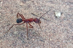 Ectatomma opaciventre