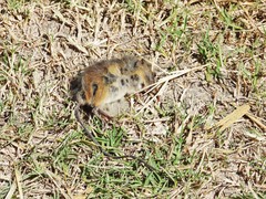 Oligoryzomys flavescens