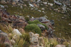 Oldenburgia paradoxa