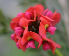 Kennedia coccinea