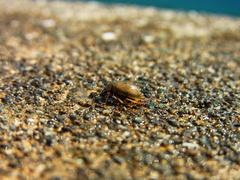 Berosus punctipennis