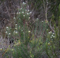 Leucadendron galpinii
