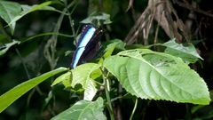 Morpho achilles
