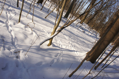 Capreolus