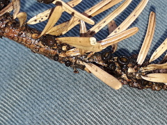 Rutstroemia elatina