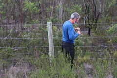Leucadendron galpinii