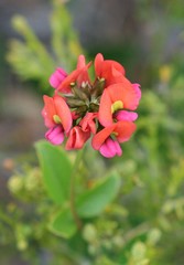 Kennedia coccinea