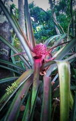 Ananas comosus