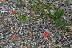 Kennedia coccinea