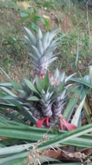 Ananas comosus