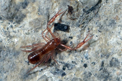 Chthonius tetrachelatus