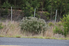 Leucadendron galpinii