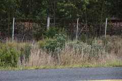Leucadendron galpinii