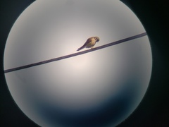 Falco sparverius