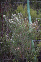 Leucadendron galpinii