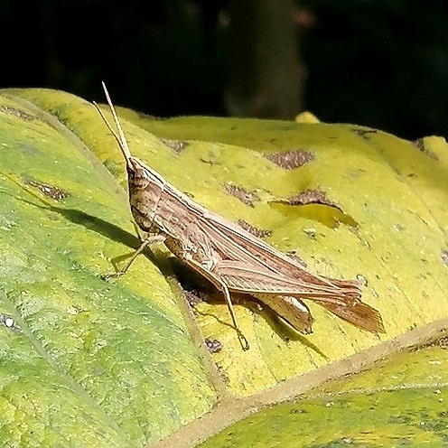 Eutryxalis filata