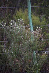 Leucadendron galpinii