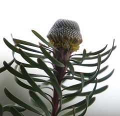 Leucadendron galpinii