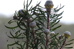 Leucadendron galpinii