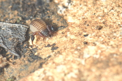Geogarypidae