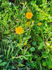 Coleostephus myconis