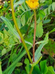 Coleostephus myconis