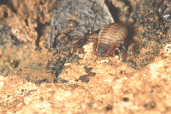 Geogarypidae