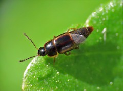Tachinus flavolimbatus