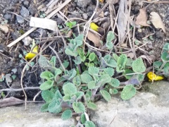 Nepeta × faassenii