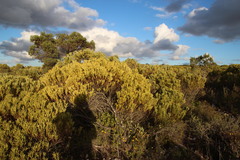 Leucadendron meridianum