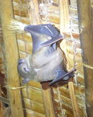 Rousettus aegyptiacus