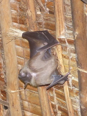 Rousettus aegyptiacus