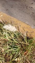 Bothriochloa laguroides