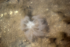 Rhizostomatidae
