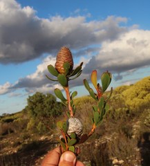 Leucadendron muirii