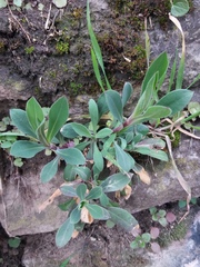 Silene vulgaris
