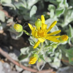 Chrysopsis floridana