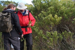 Leucadendron meridianum