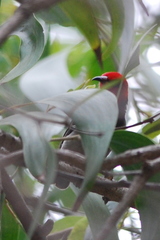 Myzomela erythrocephala